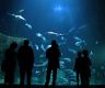 Campingplatz Frankreich Bretagne : L'aquashow de l'aquarium d'Audierne