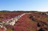 Campsite France Brittany : La lande couverte de bruyère en presqu'île de Crozon